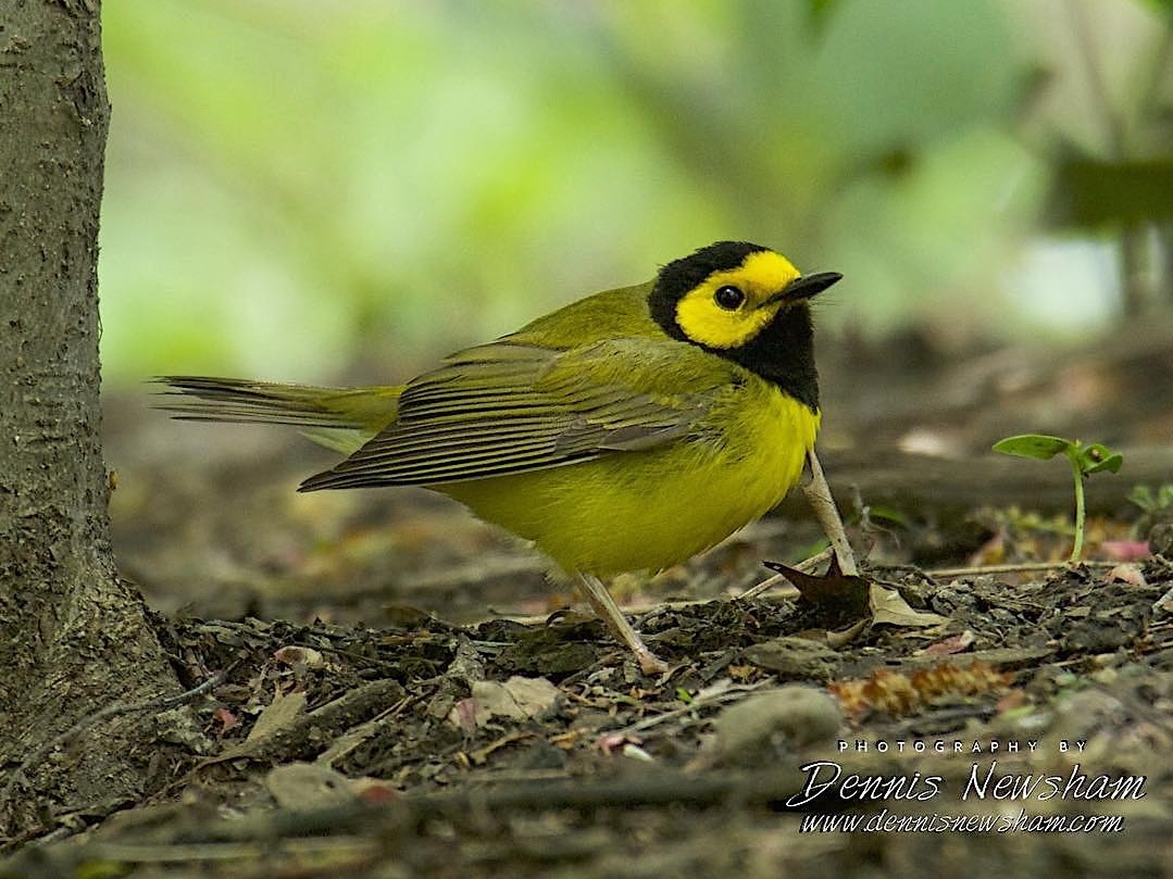 Migrants in Central Park, The Warblers Are Coming! — Destination